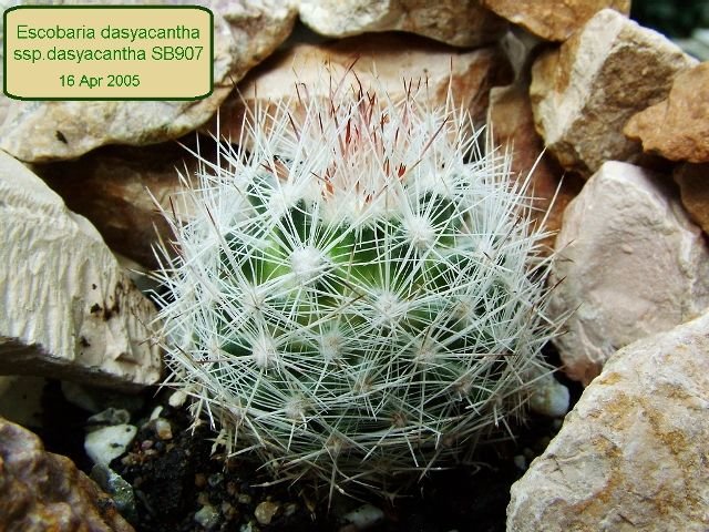 Escobaria _dasyacantha _ssp.dasyacantha _SB907_ 01